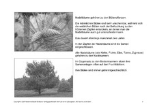 Bäume-Lesetext-SW-9.pdf